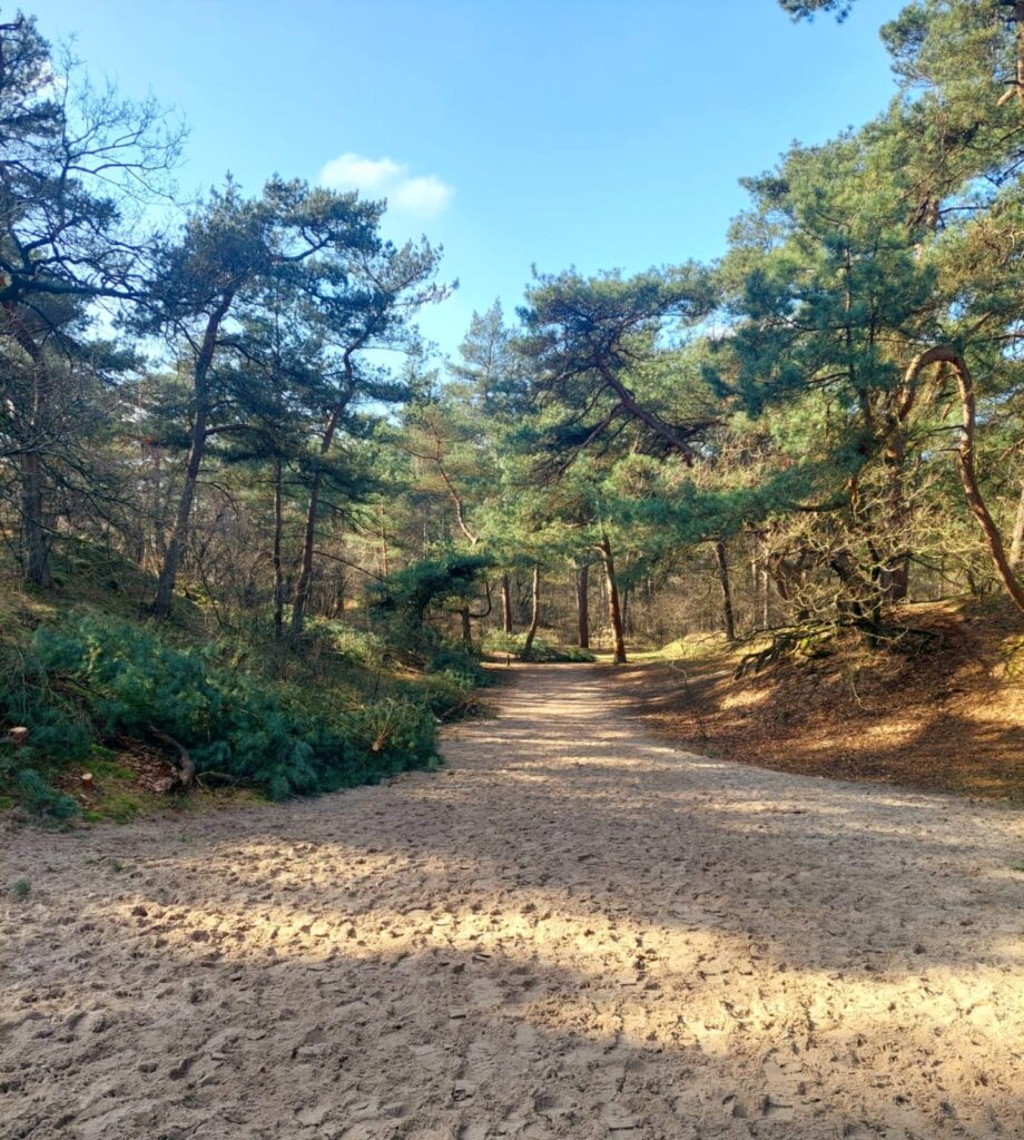 Zandvlak met bomen en herfstzon in de Loonse en Drunense Duinen