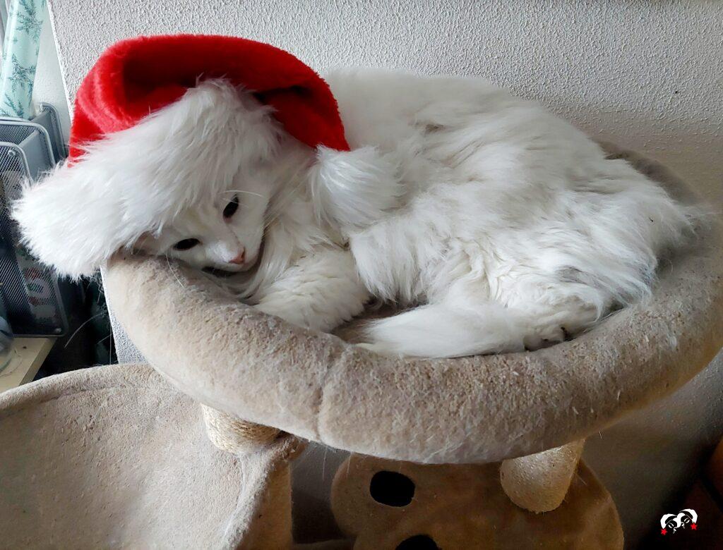 Jingles met een kerstmuts