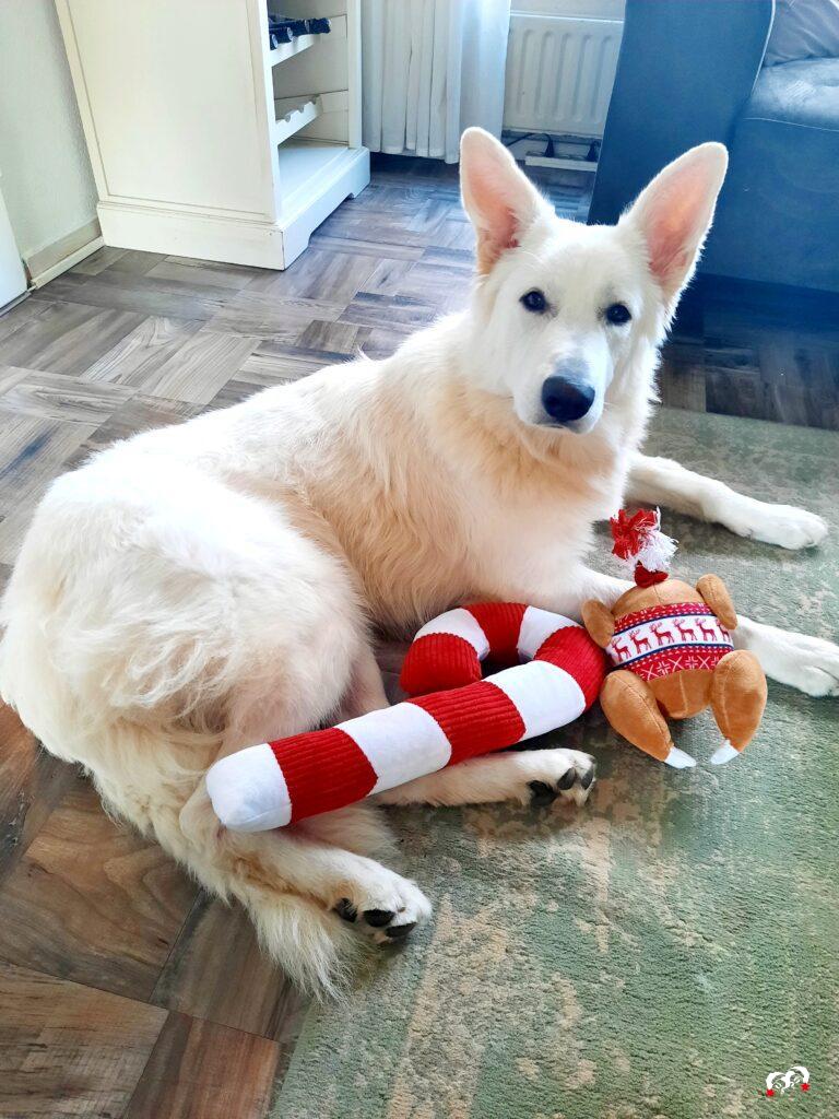 Charlie met een candy cane knuffel voor dieren