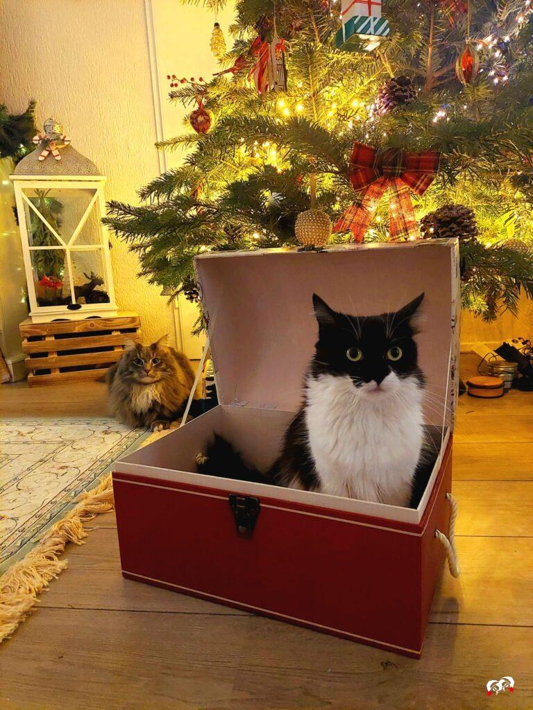 Teddy & Bailey bij de kerstboom met dierenkerst